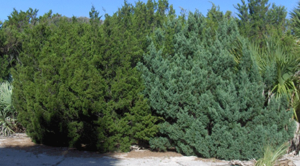 southern_red_cedar